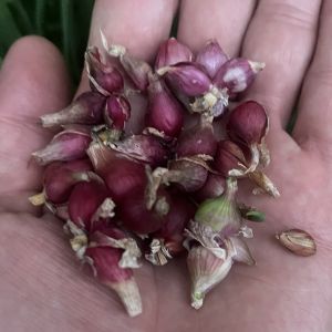 פקעות- בצל מצרי רץ