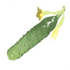 זרעי מלפפון חמוצים רוסי