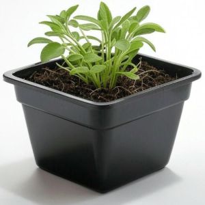 סטרטרים-שתילי מרווה רפואית