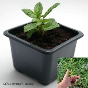 סטרטרים-שתילי נענע ספרדית