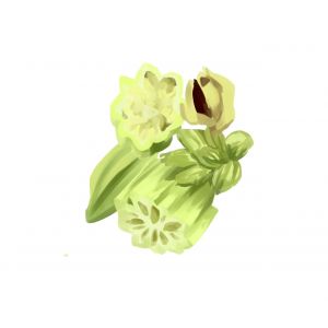 זרעי במיה כוכב דוד 