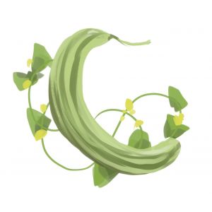 זרעי מלפפון פקוס ארמני פסים 