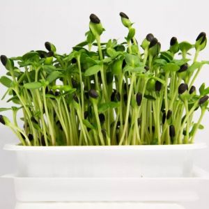 זרעי נבטים- חמניה שחורה