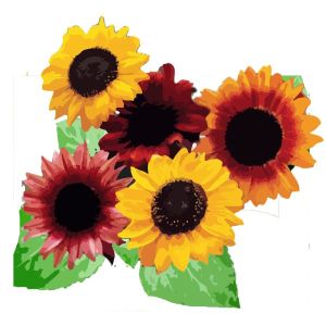 זרעי מיקס חמניות נוי