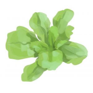 זרעי חסה רומית סופר יריחו