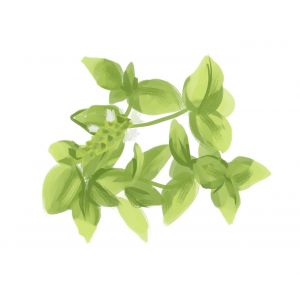 Super Sweet Basil Seeds