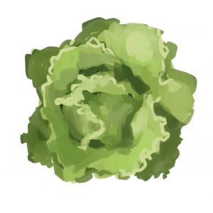 זרעי חסה אייסברג סופרייר