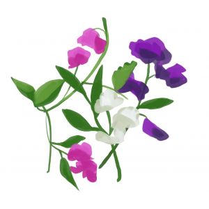 זרעי אפונת ריחנית פרחים 