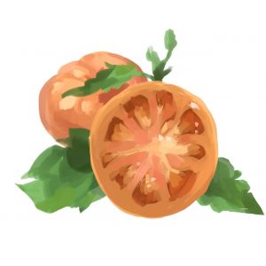 זרעי עגבניה סורי