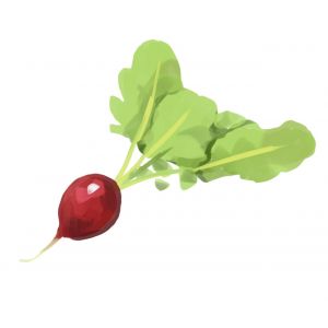 זרעי צנונית אדומה טלי 