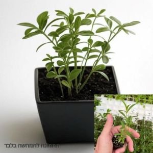 סטרטרים-שתילי טרגון מקסיקני