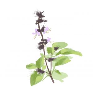 זרעי בזיליקום  תאילנדי 