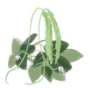 Thai Soldier Long  Bean Seeds