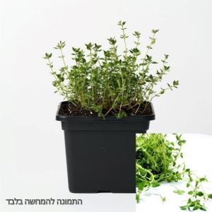 סטרטרים-שתילי טימין / קורנית