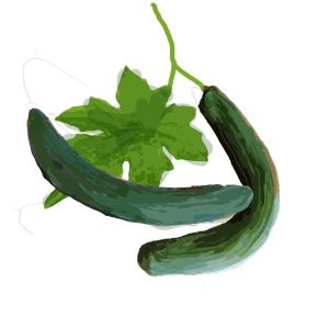 זרעי מלפפון פקוס תוניסיה 