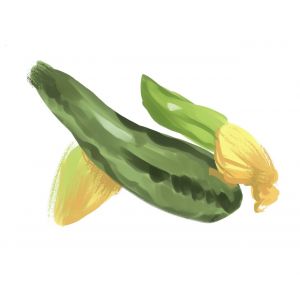 זרעי קישוא איטלקי ירוק פסים 