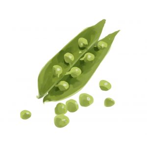 זרעי אפונת גינה ואדו