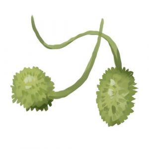 זרעי מלפפון גרקינס הודי