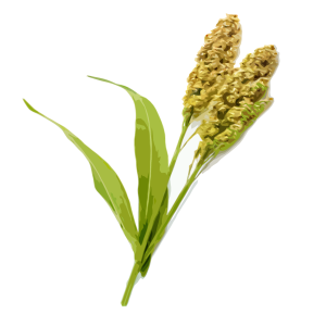 זרעי סורגום (דורה) לבן