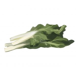 זרעי מנגולד לבן