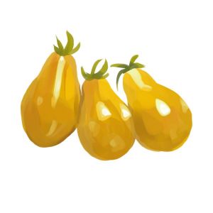 זרעי עגבניה אגס צהובות