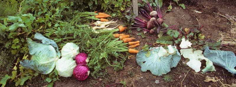 מדריך מעמיק לגידולים משולבים בגן הירק