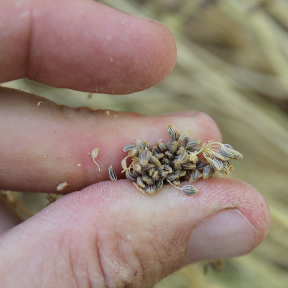 הנבטת זרעים לשתילה