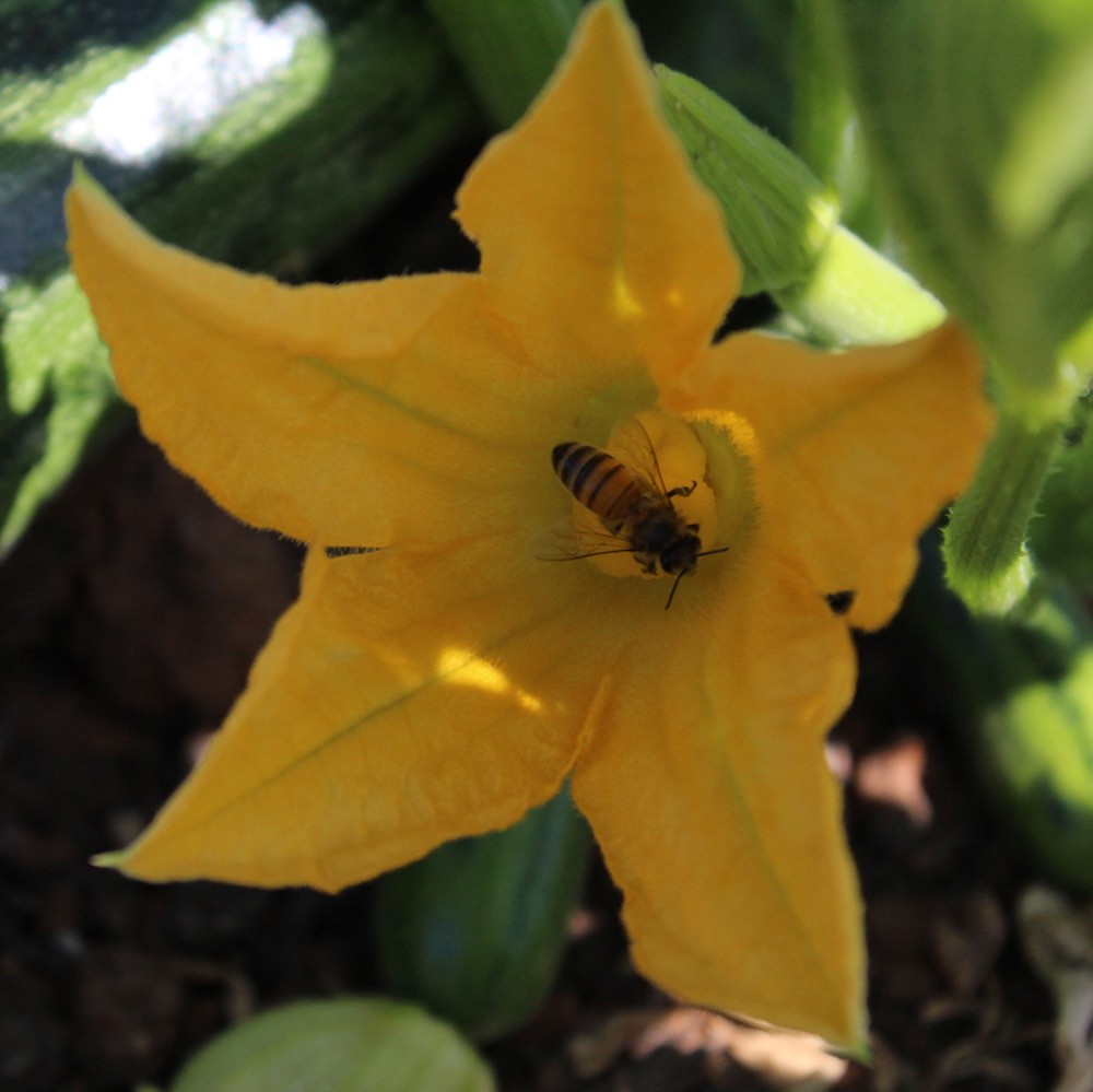 גידול דבורים בישראל