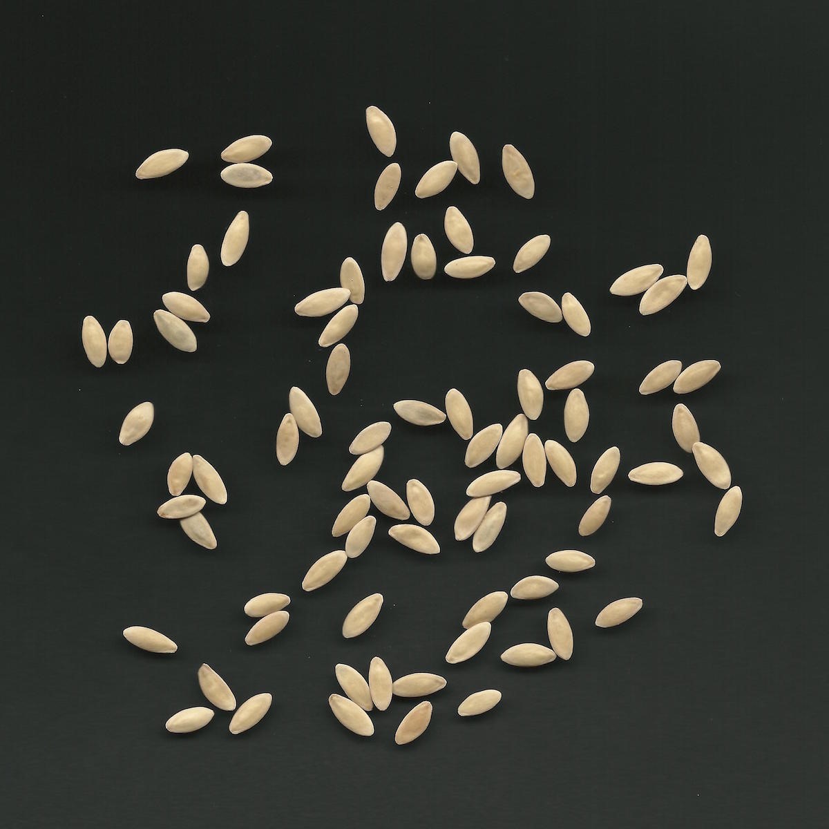 Instructions For Growing & Processing Cucumber Seed