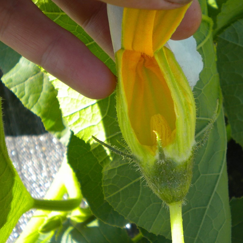 מדריך האבקה ידנית לדלעת