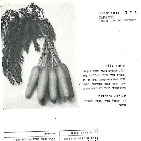 מקורות הגזר