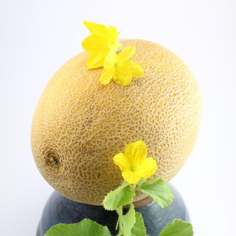 Growing Melon