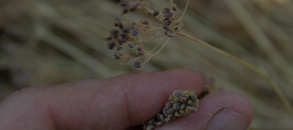 Parsley Seeds