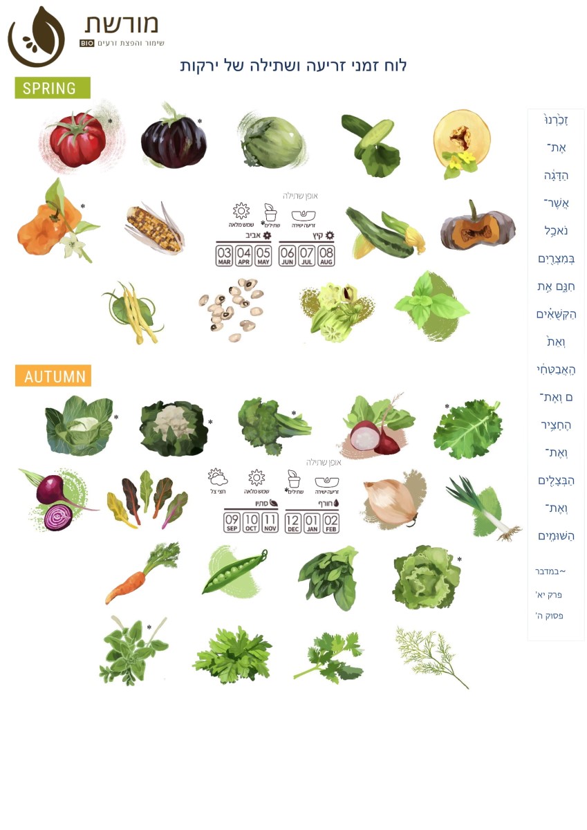 לוח זמני זריעה ושתילה של ירקות